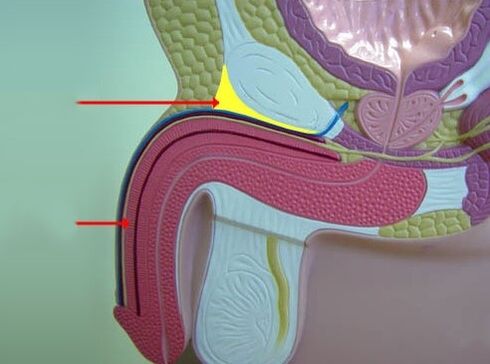 ligamentên penîsê